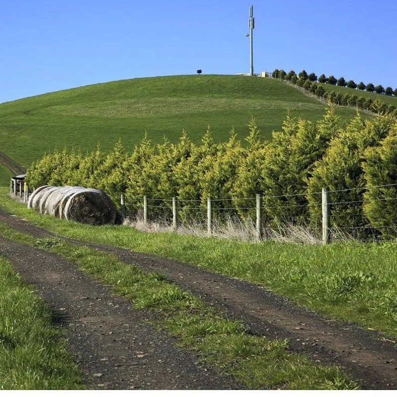 Fertilizer for plant